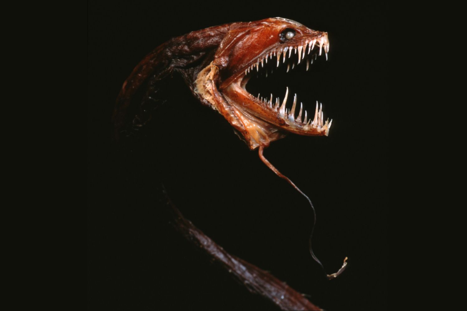 10 of the World's ScariestLooking Animals
