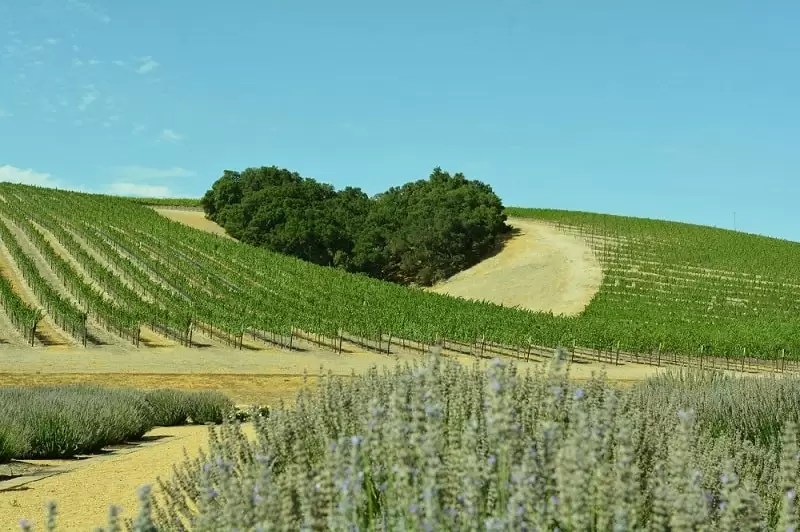 Heart Hill Paso Robles - Niner Wine Estates