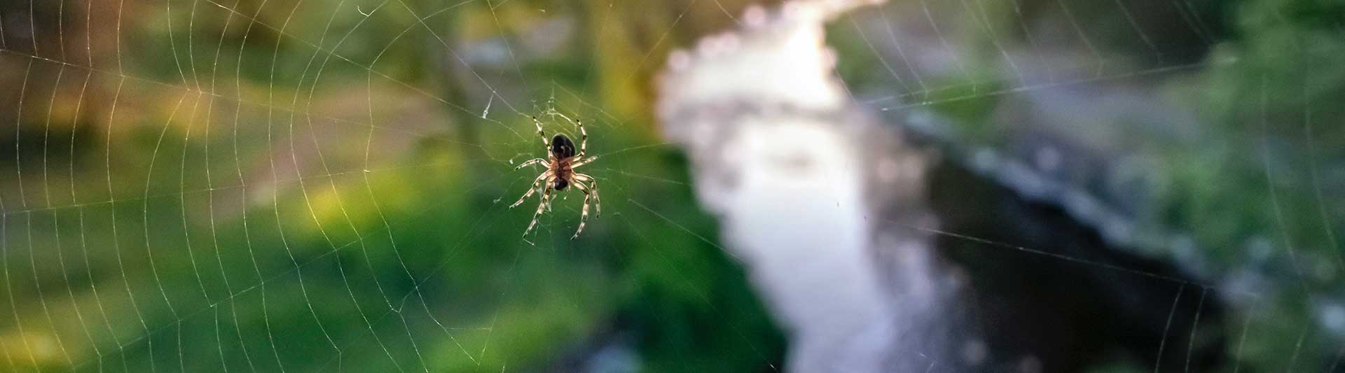 Flying Spiders Can Spiders Fly?