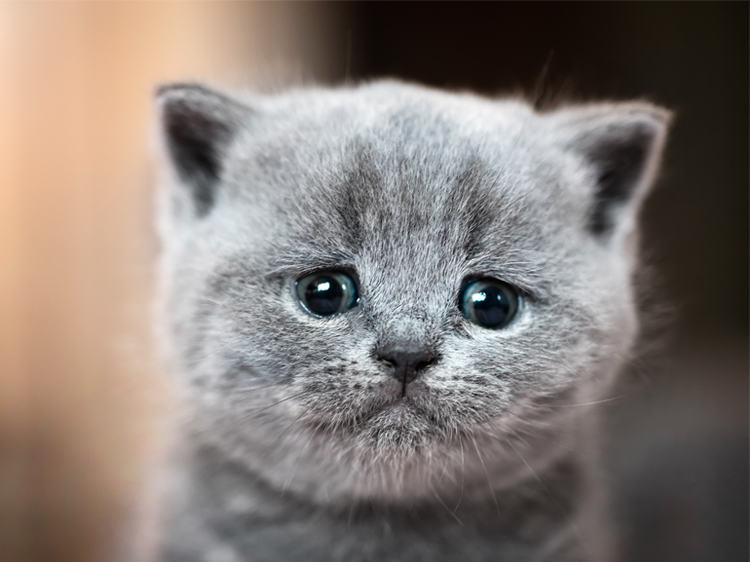 Photos of Sad Cat Eyes That Are Impossible to Say 'No' To