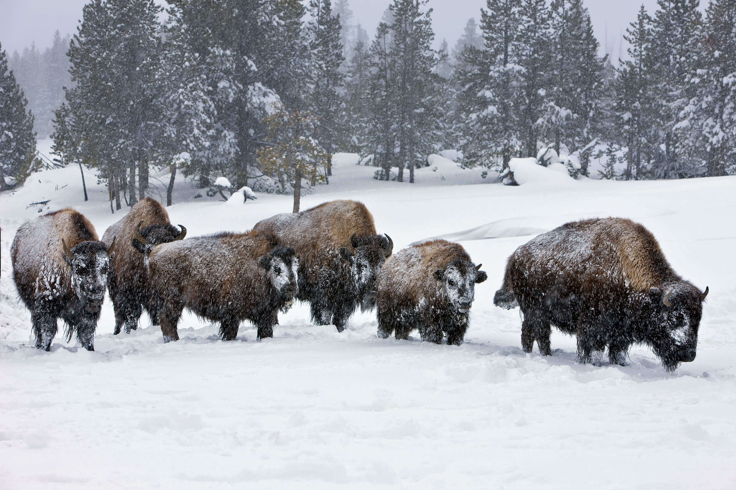 How Yellowstone's Wildlife Adapts to Winter