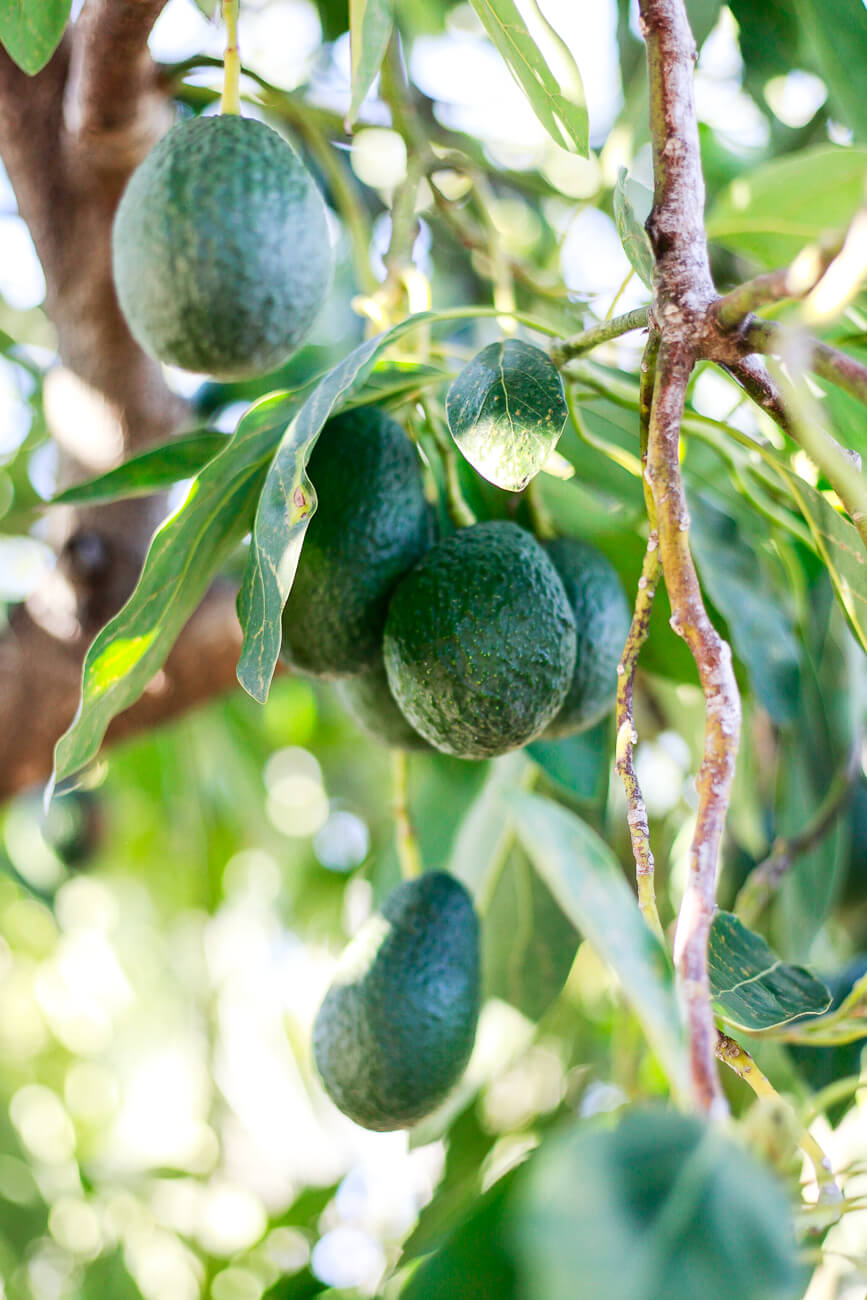 Is Avocado A Fruit Or A Vegetable