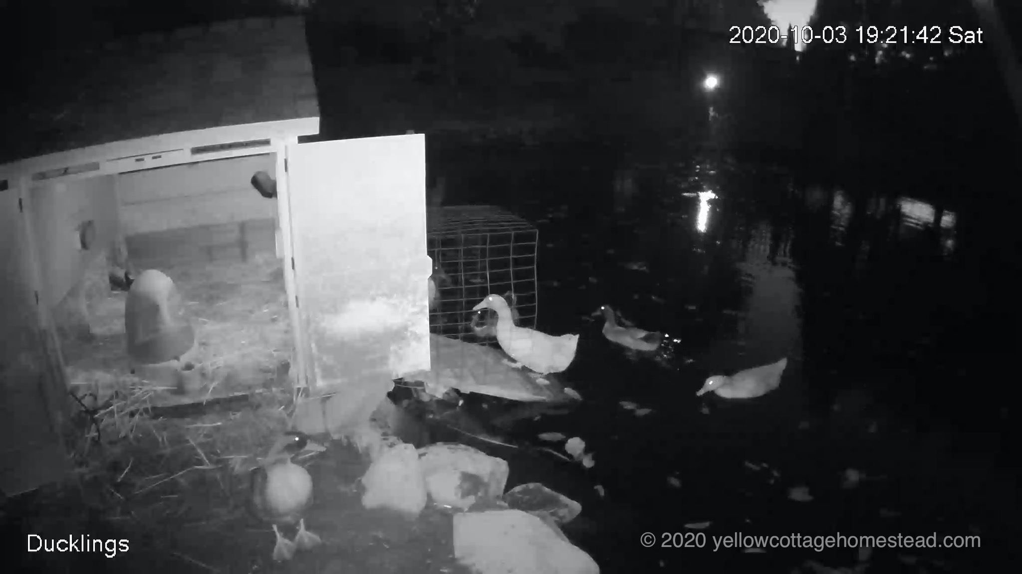 More Ducklings Day 54 Mucky Night Pot Yellow Cottage Homestead