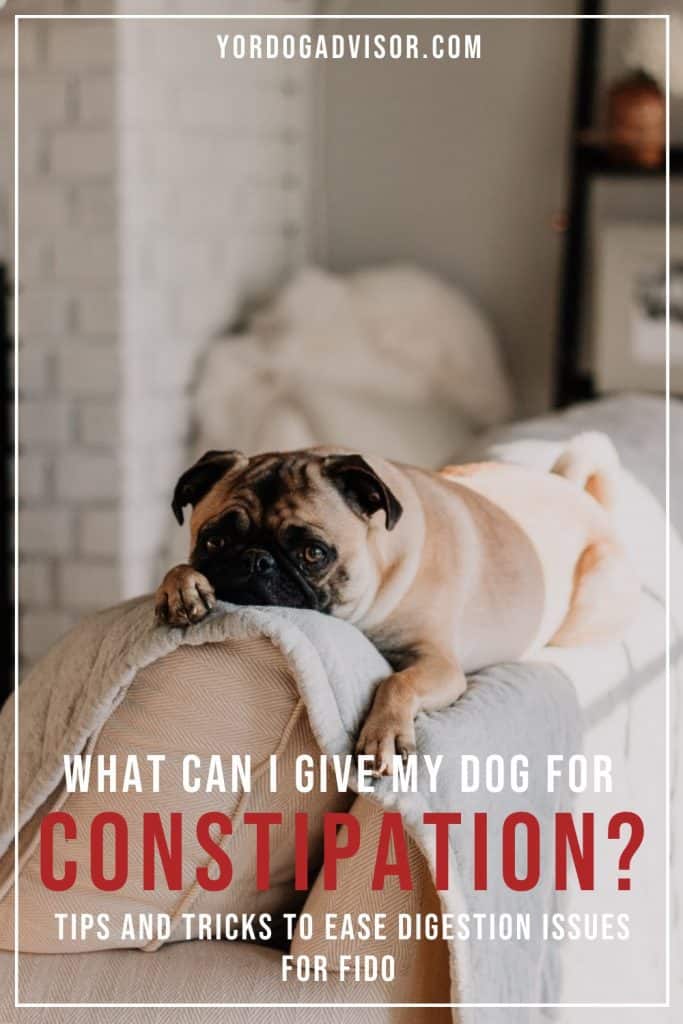 What Can I Give My Dog For Constipation? Tips And Tricks To Ease