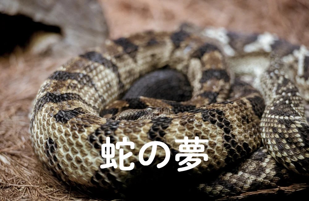 夢占い 旦那と喧嘩をする夢 夫婦喧嘩の夢 は夫婦仲が良くなるサイン 夢占いと夢診断で徹底解説 ゆるスピ 夢占い 旦那と喧嘩をする夢 夫婦喧嘩の夢 は夫婦仲が良くなるサイン 夢占いと夢診断で徹底解説 ゆるスピ