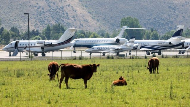 aviões privados estacionados ao lado de pastagem com bovinos