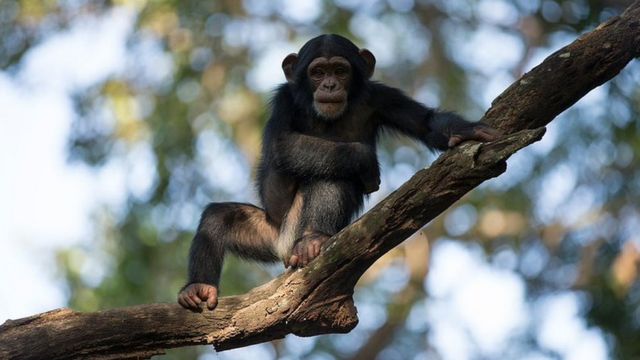 Um chimpanzé num galho