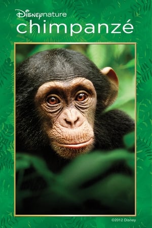 Image Os Chimpanzés