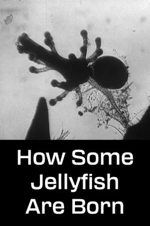 Poster How Some Jellyfish Are Born 1960