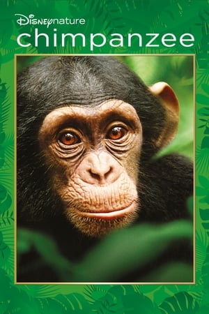 Image Şempanzeler