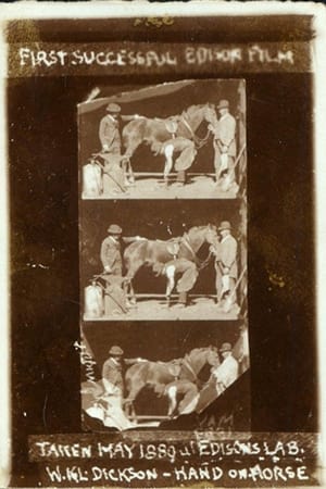 Image Horse Shoeing