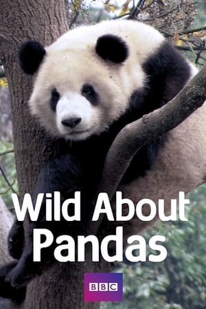 Poster Wild About Pandas Staffel 1 2012