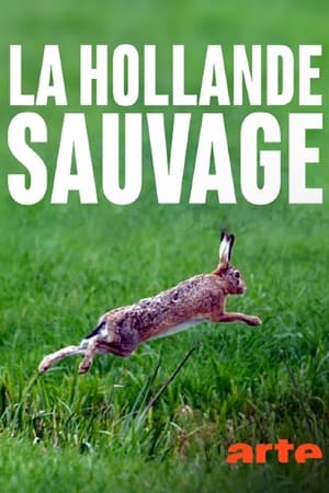 Image La Hollande sauvage -  La faune des polders
