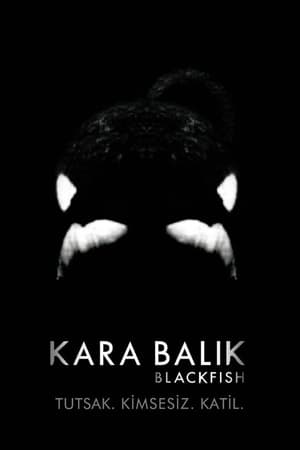 Poster Kara Balık 2013