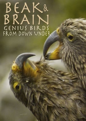 Image Beak & Brain - Genius Birds from Down Under