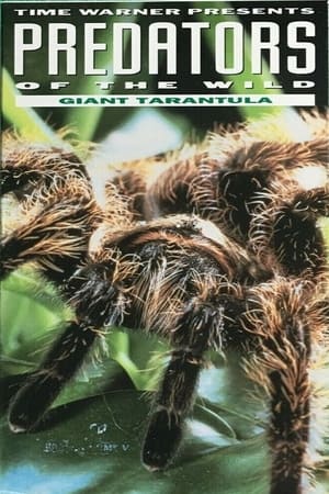 Poster Predators of the Wild: Giant Tarantula 1993