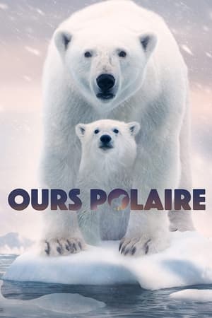 Poster Ours polaire 2022