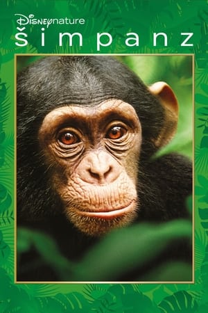 Image Šimpanz