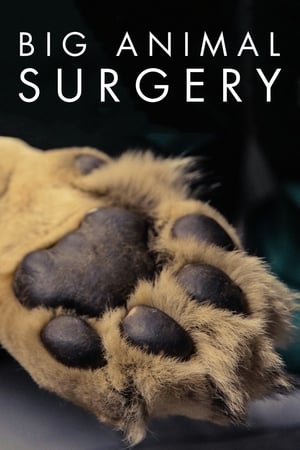 Image Big Animal Surgery