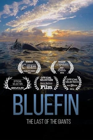 Poster Bluefin 2017