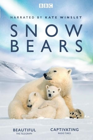 Poster Snow Bears 2017