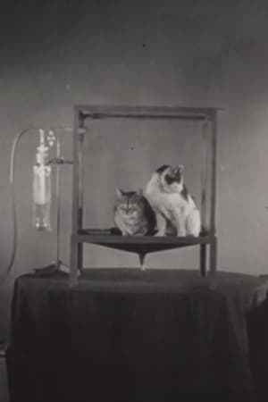 Poster Äthersalivation und ihre Unterdrückung durch Atropin bei der Katze 1939