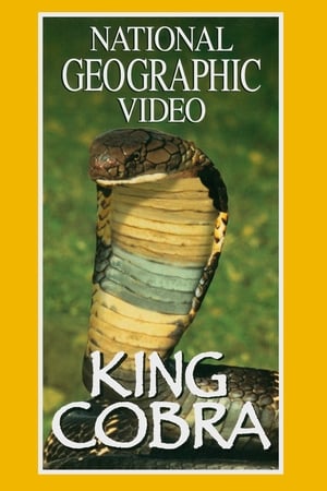 Poster King Cobra 1997