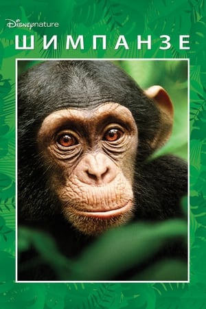 Image Шимпанзе