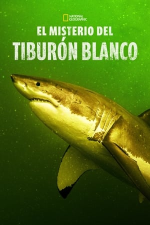 Poster Los tiburones blancos de Cabo Cod 2023
