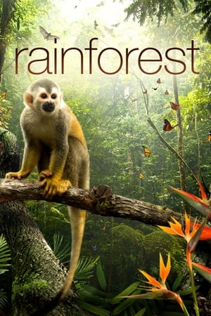 Poster I segreti della Foresta Pluviale 2012