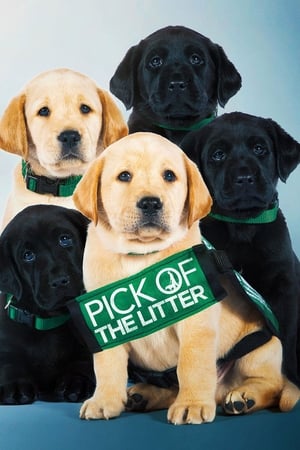 Poster Pick of the Litter 2019
