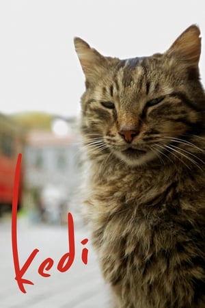 Poster Kedi - sekretne życie kotów 2017