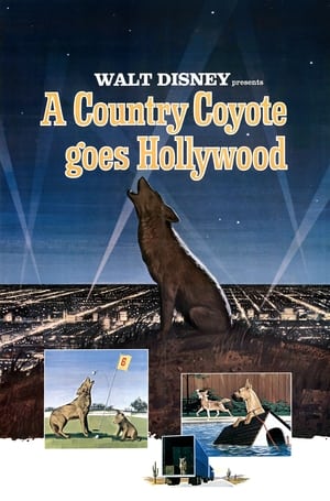 Poster A Country Coyote Goes Hollywood 1965