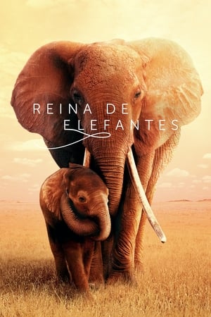 Poster Reina de elefantes 2019