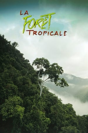 Image La forêt tropicale