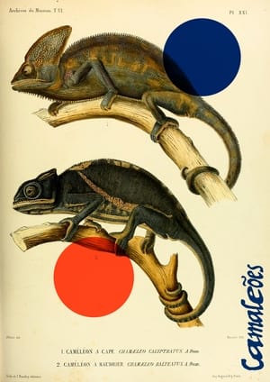 Image Chameleons