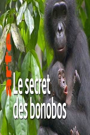 Image La vie cachée des bonobos