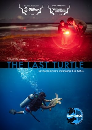 Poster The Last Turtle 2019