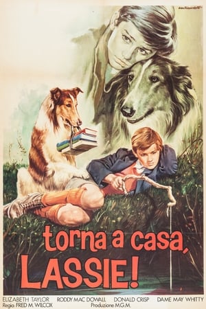 Poster Torna a casa Lassie! 1943