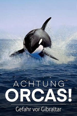 Poster Achtung Orcas! Gefahr vor Gibraltar? 2024