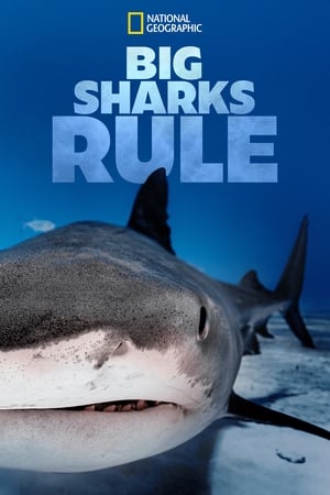 Image Big Sharks Rule