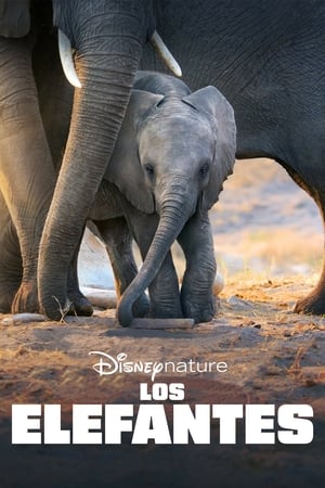 Image Los elefantes
