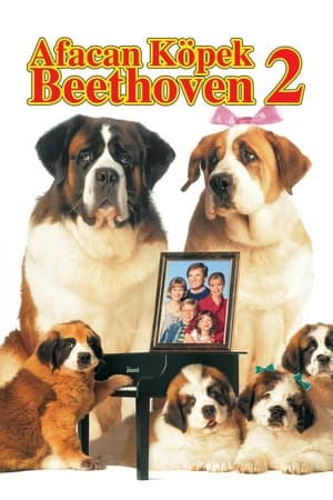 Poster Afacan Köpek Beethoven 2 1993