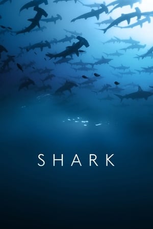 Poster Shark 2015