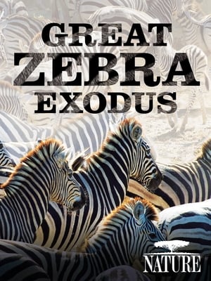 Poster Nature: Great Zebra Exodus 2013