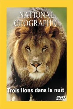 Image National Geographic : Trois lions dans la nuit