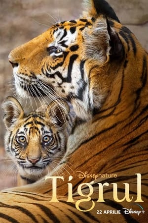 Poster Tigrul 2024