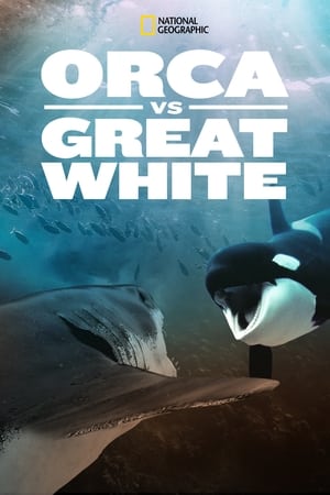 Poster Orca Vs Witte Haai 2021
