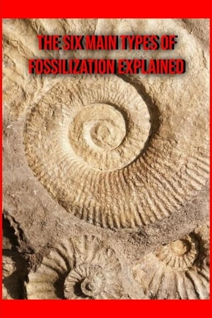 Image The Six Main Types of Fossilization Explained