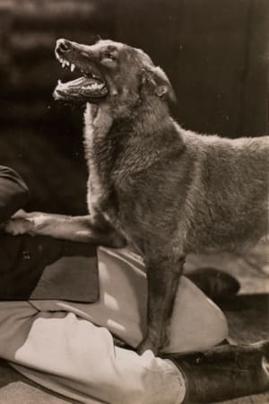 Poster The Hound of Silver Creek 1928
